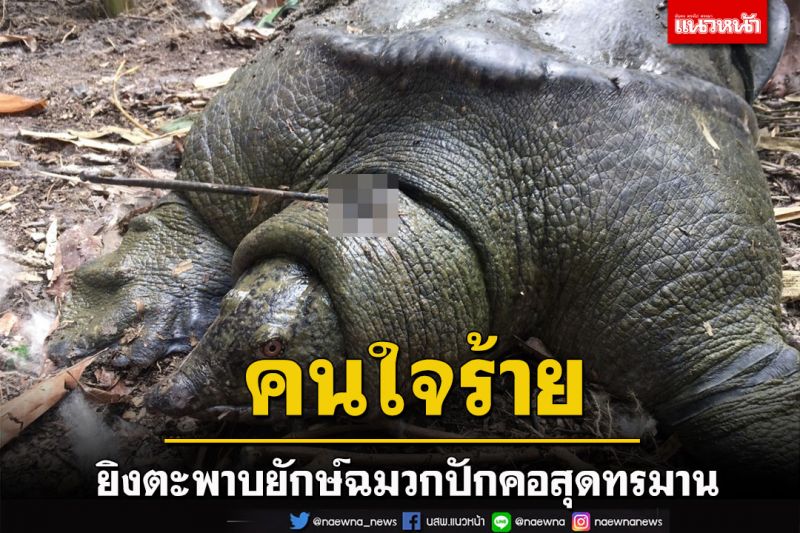 สุดทรมาน! ตะพาบยักษ์อายุ 50 ปีในสระน้ำวัดถูกยิงฉมวกปักคอจนหดหัวเข้ากระดองไม่ได้