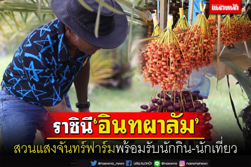ราชินี'อินทผาลัมสายพันธุ์เบรม' สวนแสงจันทร์ฟาร์มพรหมพิรามพร้อมรับนักกิน-นักเที่ยวแล้ว