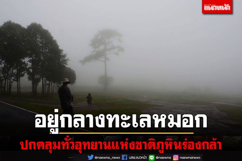 นักท่องเที่ยวตื่นเต้นได้สัมผัสทะเลหมอก-ชมดอกไม้ป่าหน้าฝนกำลังบานบนภูหินร่องกล้า