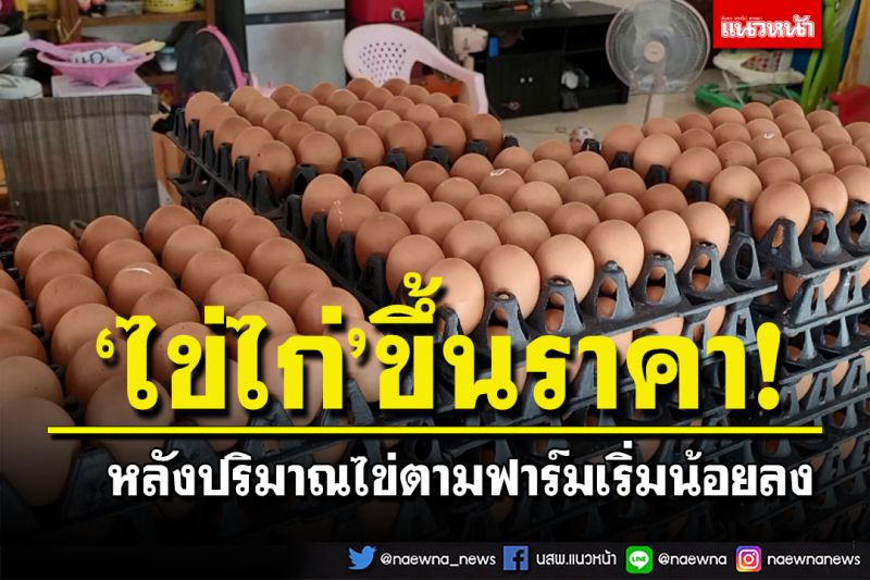 ลูกค้าลดฮวบ! ราคา'ไข่ไก่'พุ่งแผงละ6บาท หลังปริมาณไข่หน้าฟาร์มน้อยลง