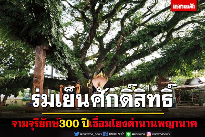 พบจามจุรียักษ์ร่มเย็นศักดิ์สิทธิ์อายุร่วม 300 ปีเชื่อมโยงตำนานพญานาค ขอพรสมหวังหลายราย