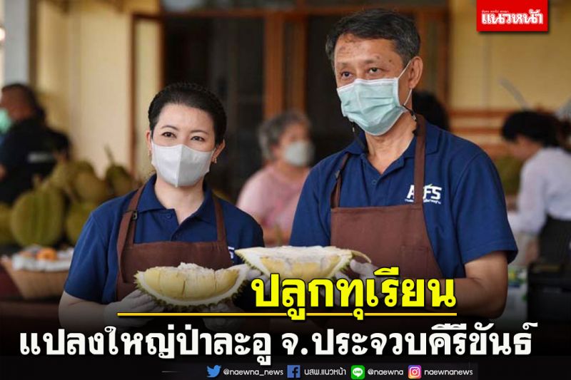 เลขาฯมกอช .นำคณะผู้บริหารลงพื้นที่ปลูกทุเรียนแปลงใหญ่ป่าละอู จ.ประจวบ