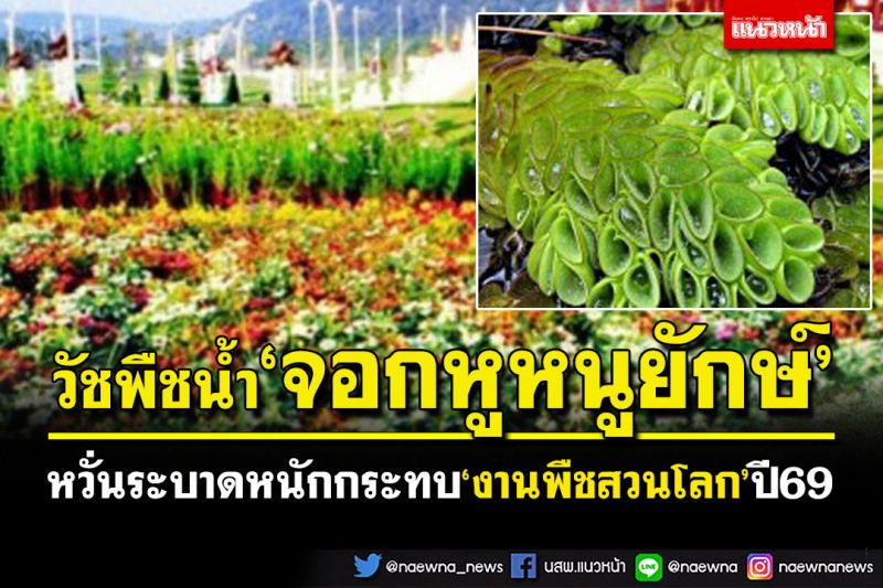 ‘จอกหูหนูยักษ์’วัชพืชน้ำร้ายแรง! หวั่นระบาดหนักกระทบ‘งานพืชสวนโลก’ปี69 แนะเร่งกำจัด