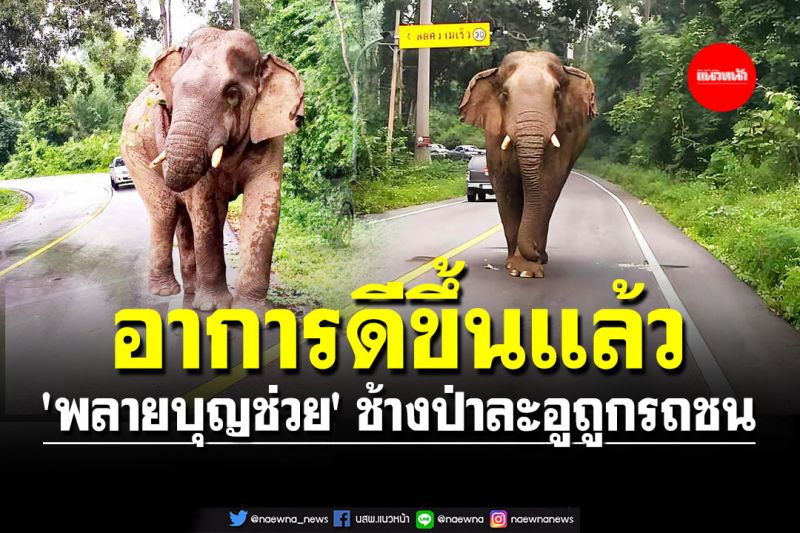 อาการดีขึ้น! 'พลายบุญช่วย' ช้างป่าละอูถูกรถยนต์เฉี่ยวชนเข้าที่ขาบาดเจ็บ