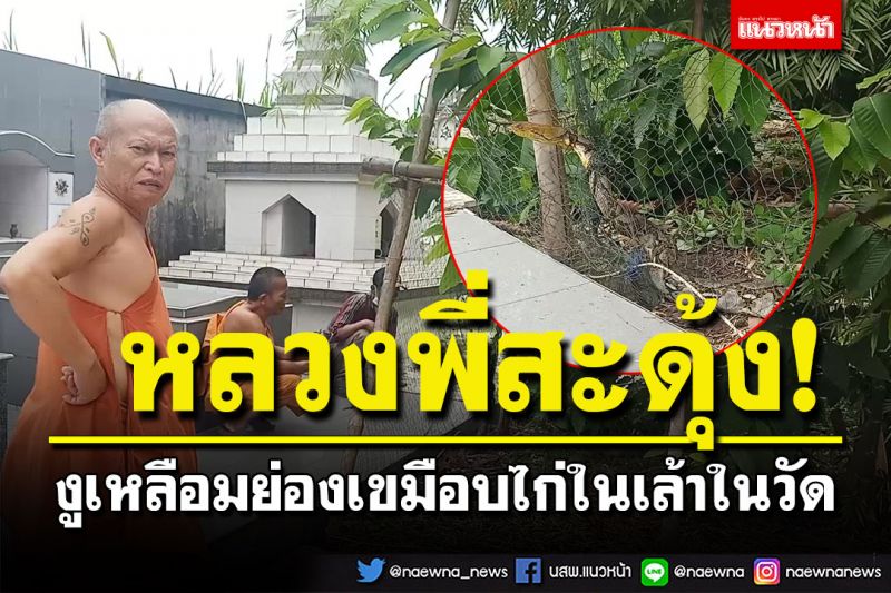 หลวงพี่ช็อก! ทั้งกลัวทั้งอยากจับ งูเหลือมยักษ์ย่องเขมือบไก่ในเล้าในวัด