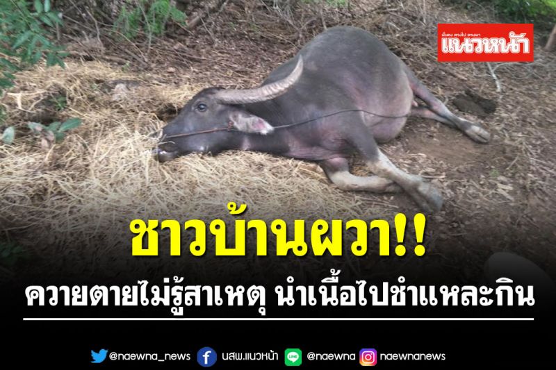 ชาวบ้านผวา!! ควายตายเกือบยกคอกไม่รู้สาเหตุ หลังนำเนื้อไปชำแหละกิน