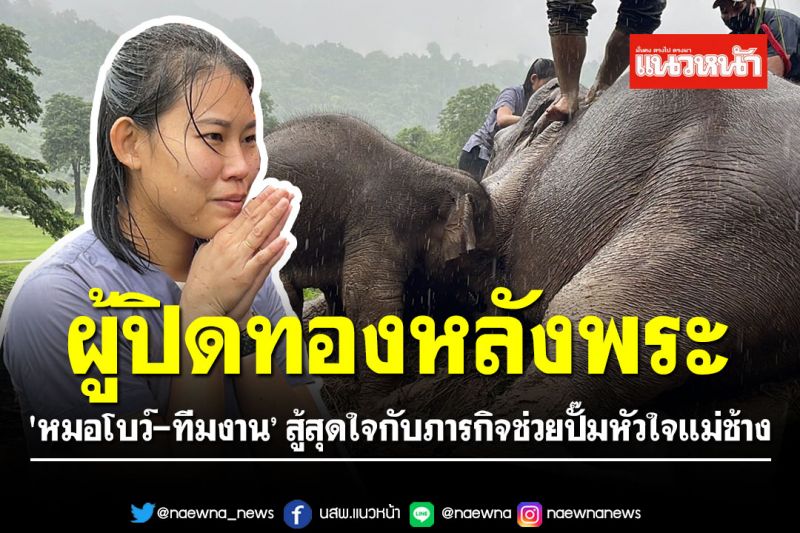 เปิดภารกิจ 'หมอโบว์-ทีมงาน' สู้สุดใจ ช่วยปั๊มหัวใจแม่ช้างหมดสติ ห่วงลูกพลัดตกท่อน้ำ
