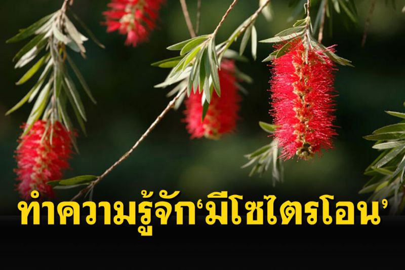 เพจดังชวนทำความรู้จัก‘มีโซไตรโอน’ สารเคมีเกษตรจากผลิตภัณฑ์ธรรมชาติ