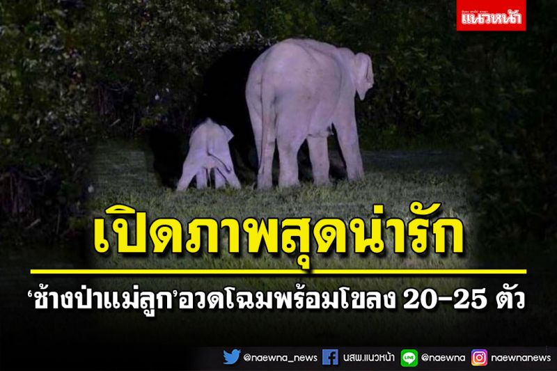 สุดน่ารัก! 'ช้างป่าแม่ลูก' หลังได้รับการช่วยเหลือพลัดตกบ่อพักน้ำ อวดโฉมพร้อมโขลง 20-25 ตัว