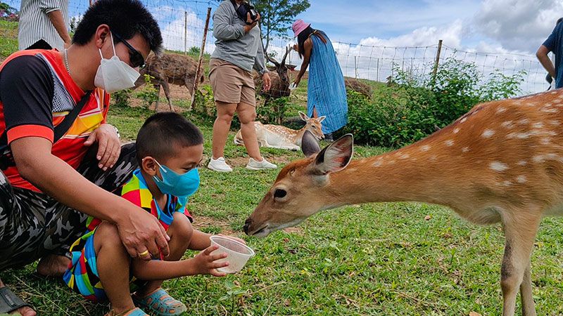 ฟาร์มกวางพิษณุโลกฟื้นตัวหลังโควิด กลับมาคึกคักส่งท้ายวันหยุดยาวเข้าพรรษา