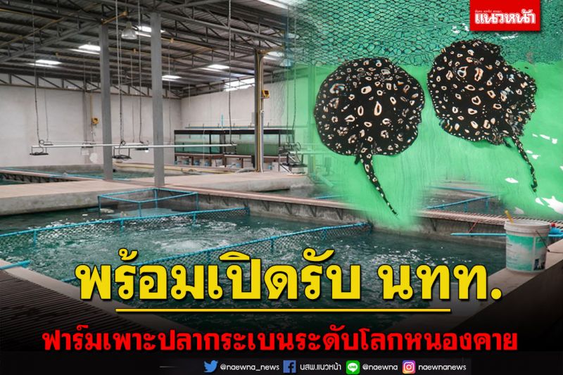 ดรากอนเรย์ อควาติค ฟาร์มเพาะเลี้ยงปลากระเบนระดับโลกที่หนองคายพร้อมเปิดรับ นทท.