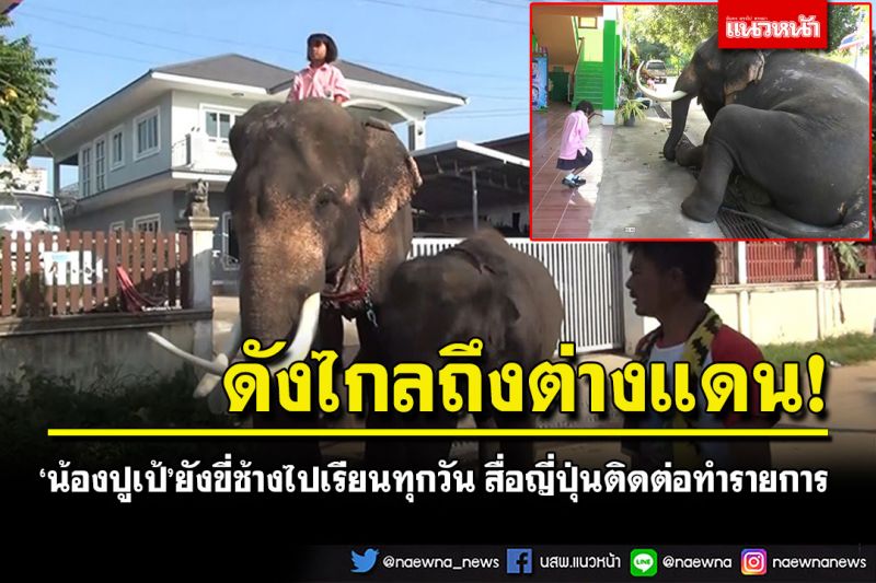 ดังไกลถึงต่างแดน! 'น้องปูเป้'ยังขี่ช้างไปเรียนทุกวัน สื่อญี่ปุ่นติดต่อทำรายการ