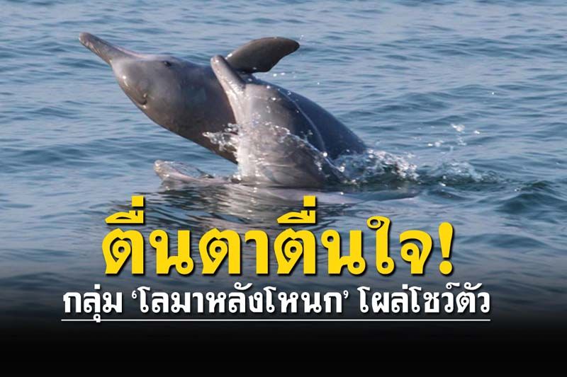 ตื่นตาตื่นใจ! ฝูงโลมาหลังโหนก โผล่โชว์ตัว จุดชายฝั่งทะเลปัตตานี