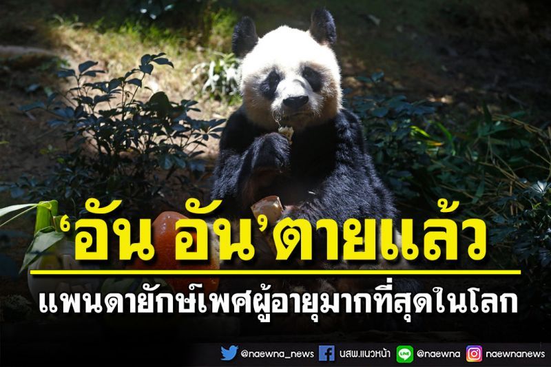 เศร้า! 'อัน อัน'แพนด้ายักษ์เพศผู้ที่อายุมากที่สุดในโลกตายแล้วด้วยอายุ35ปี