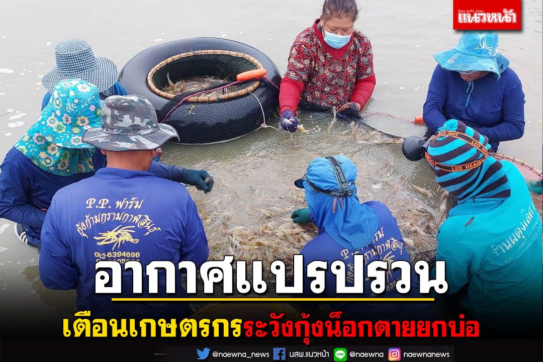 เตือนเกษตรกรเลี้ยงกุ้งสภาพอากาศแปรปรวน'ฝนตกสลับร้อน'ระวังกุ้งน็อคตายยกบ่อ