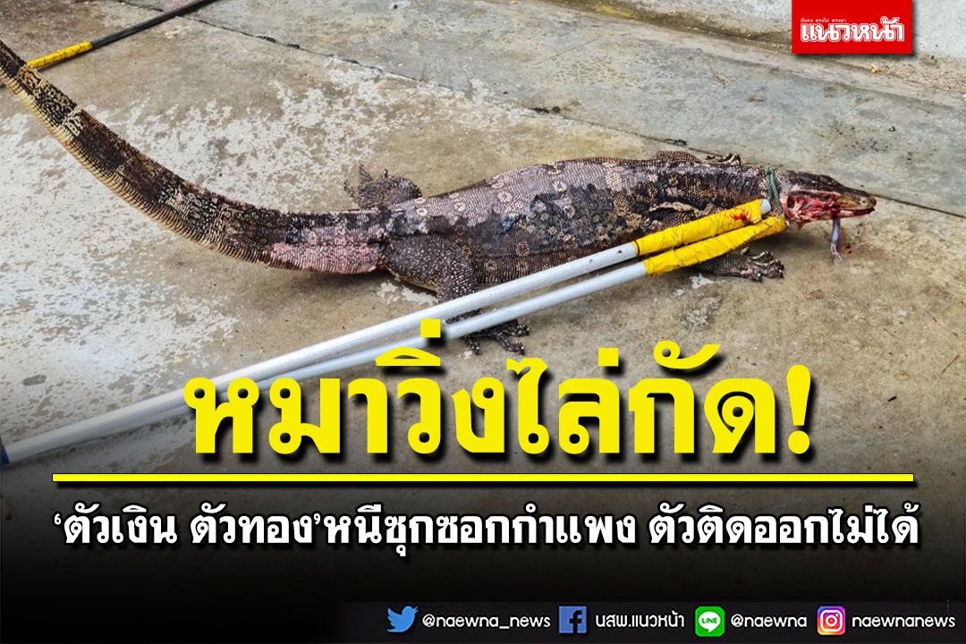 สุดสงสาร! 'ตัวเงิน ตัวทอง'ถูกหมาไล่กัด หนีซุกซอกกำแพงตัวติดกว่า 3 ชั่วโมง