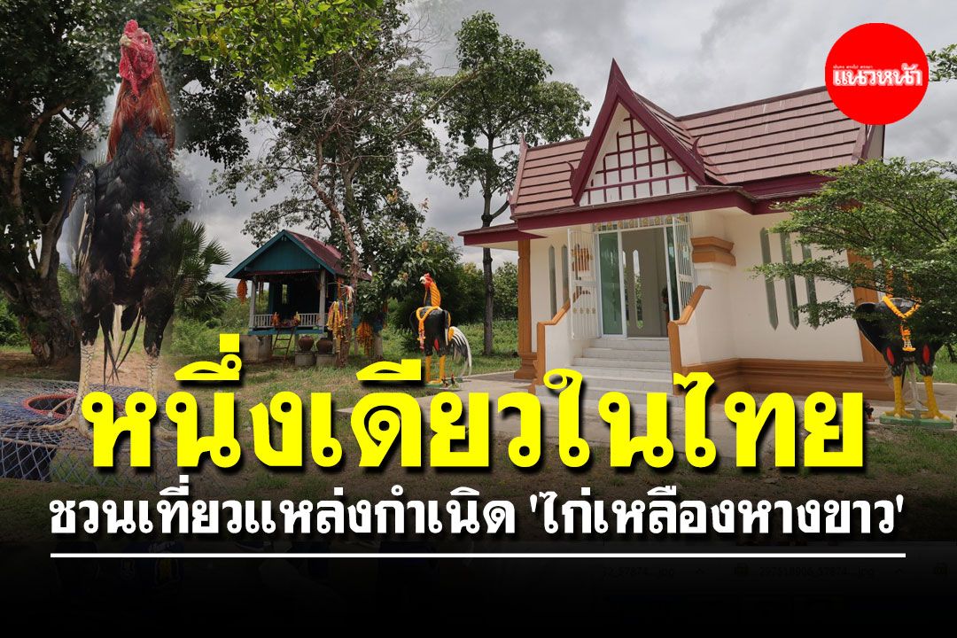 หนึ่งเดียวในไทย! 'พิษณุโลก' ชวนเที่ยวแหล่งกำเนิด 'ไก่เหลืองหางขาว'