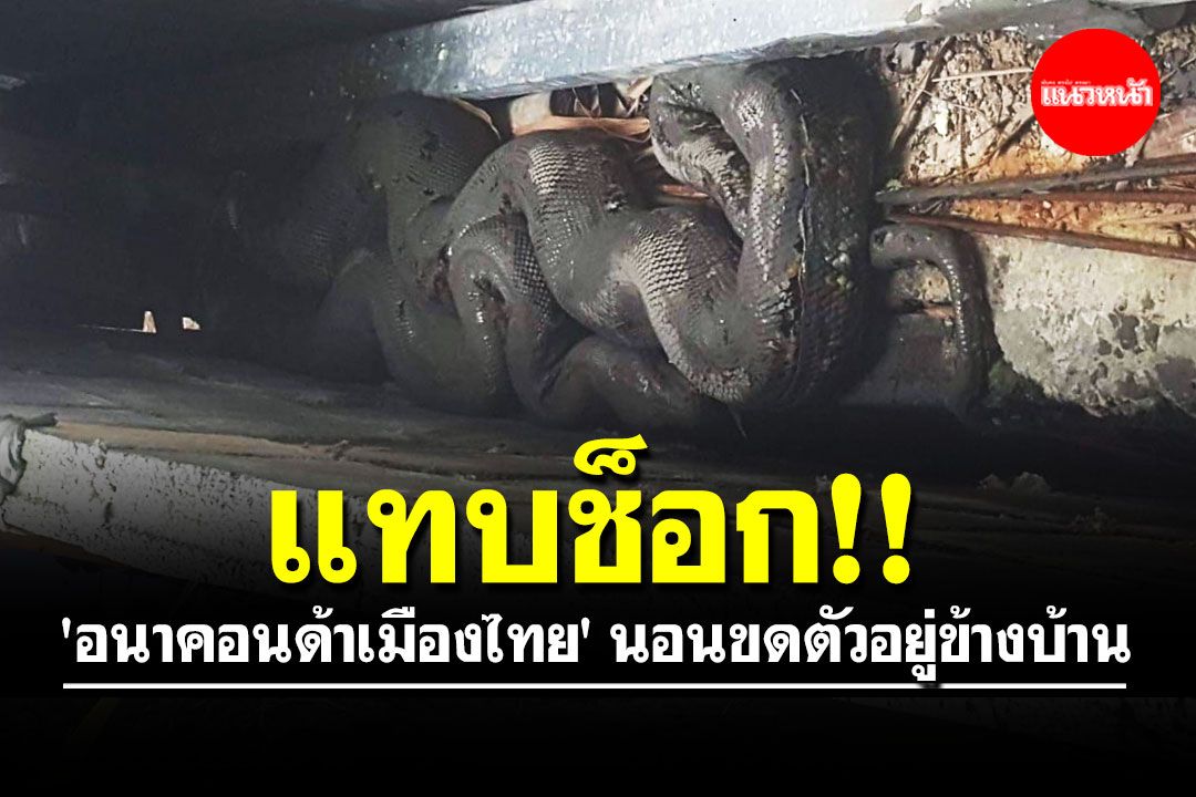 กรี๊ดเสียงหลง! 'อนาคอนด้าเมืองไทย' ยาว 6 เมตร นอนขดตัวอยู่ข้างบ้าน