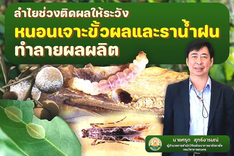 รายงานพิเศษ : กรมวิชาการเกษตรเตือนชาวสวนลำไยช่วงติดผล  ให้ระวังหนอนเจาะขั้วผลและราน้ำฝนทำลายผลผลิต