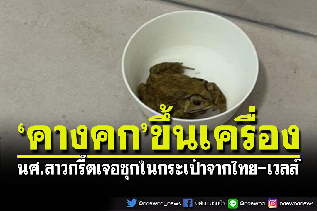 นศ.สาวต่างชาติกรี๊ดบ้านแตก เจอ'คางคก'แอบซุกในกระเป๋าจากไทยไปเวลส์