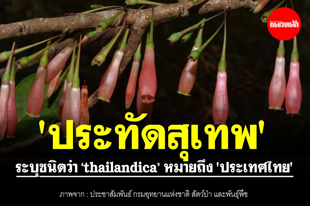 'ประทัดสุเทพ' พืชถิ่นเดียวของไทย ระบุชนิดว่า ‘thailandica’ หมายถึง 'ประเทศไทย'
