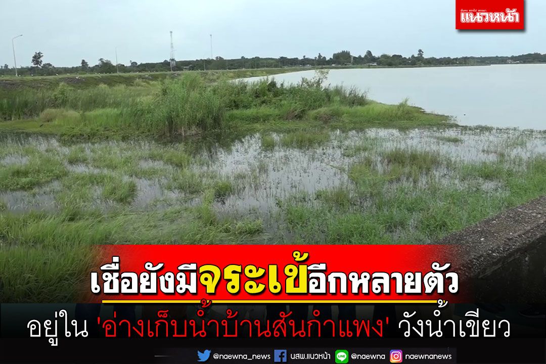 เชื่อยังมีจระเข้ทั้งพ่อแม่พันธุ์ใน'อ่างเก็บน้ำบ้านสันกำแพง'วังน้ำเขียวอีกหลายตัว