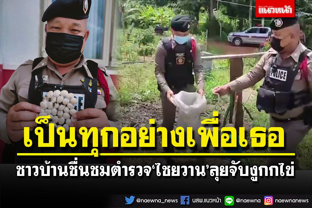 ชาวบ้านชื่นชมตำรวจ‘สภ.ไชยวาน’ ลุยจับ‘งูกะปะ’หวงไข่ 32 ฟอง คอหวยไม่พลาด