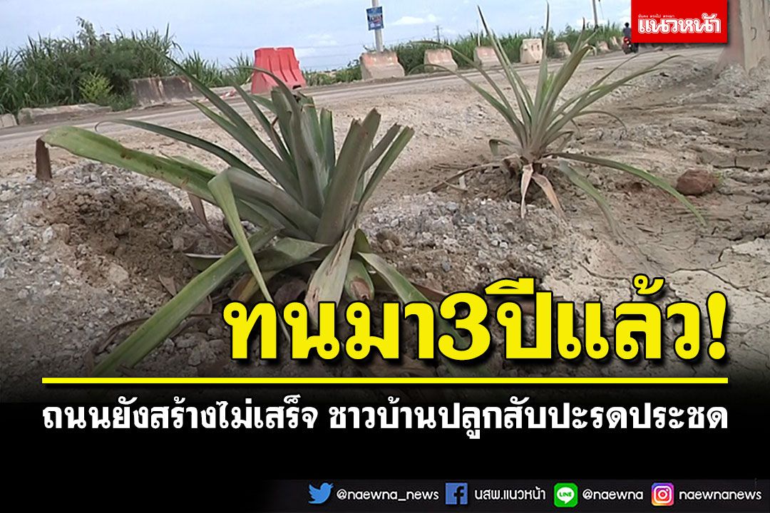 สุดจะทน3ปีแล้ว! ถนนยังสร้างไม่เสร็จทั้งฝุ่นหลุมบ่อ ชาวบ้านปลูกสับปะรดประชด