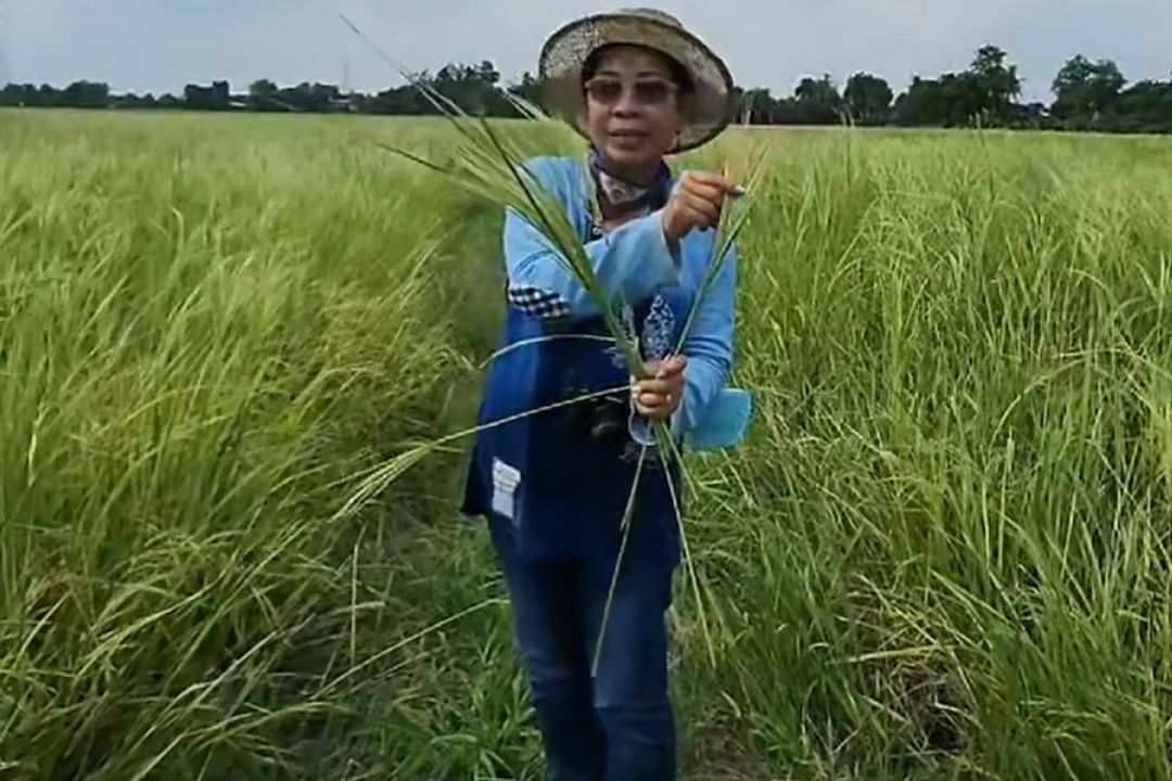‘สมาคมวิทยาการวัชพืช’แนะชาวนา กำจัด ‘ข้าววัชพืช’อย่างไรในระยะเริ่มออกรวง