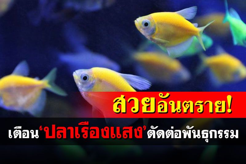 'กรมประมง'ออกโรงเตือน! 'ปลาเรืองแสง'สวยอันตราย ตัดต่อพันธุกรรม GMOs