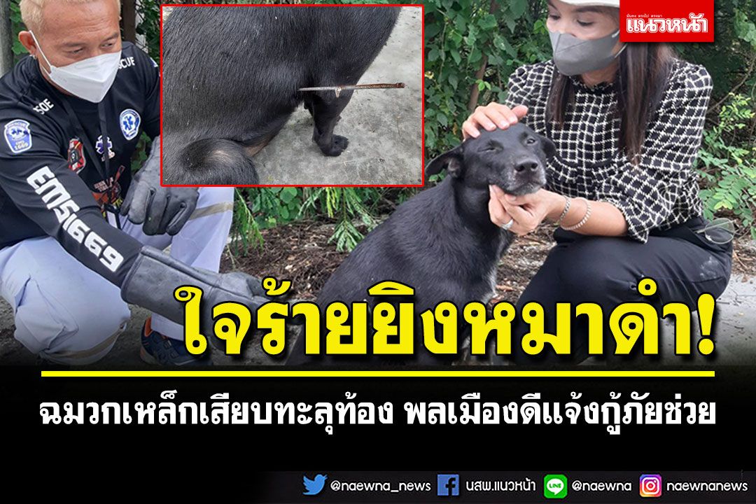 ใจร้ายยิงหมาดำ! ฉมวกเหล็กเสียบทะลุท้อง พลเมืองดีแจ้งกู้ภัยช่วย