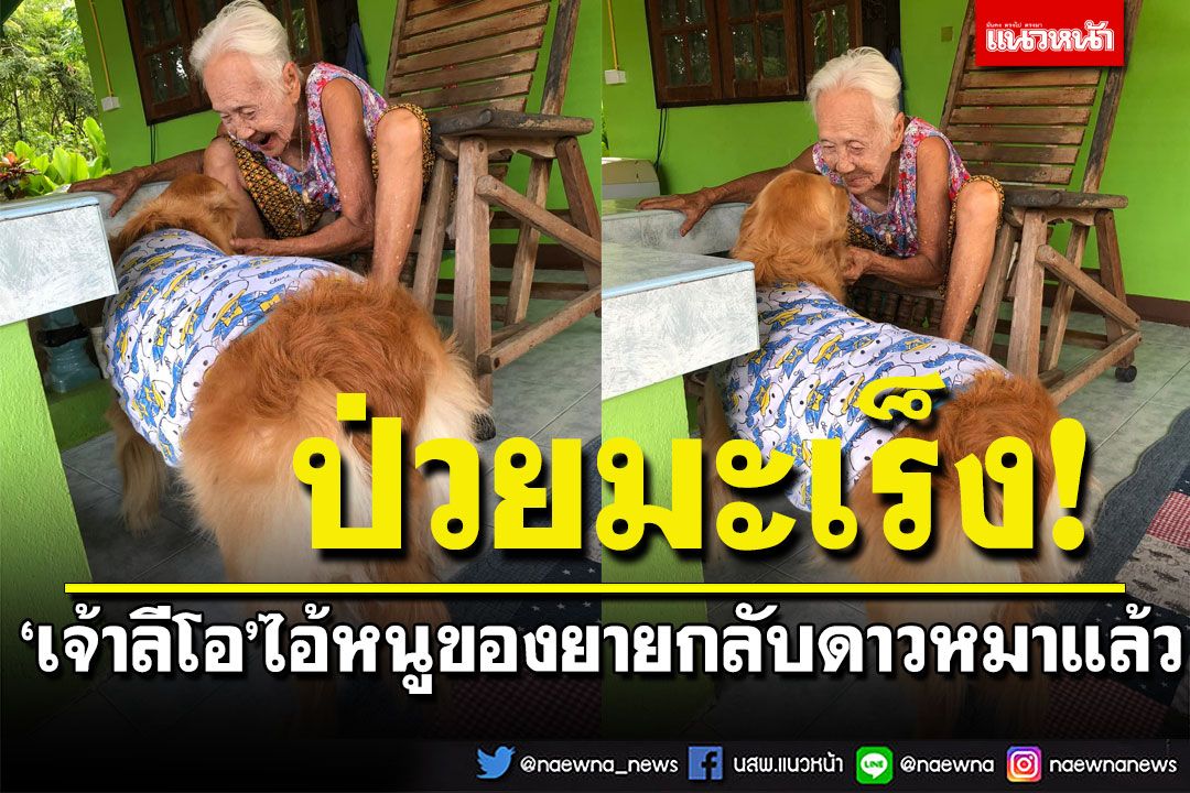 แฟนคลับเศร้า! 'เจ้าลีโอ'ไอ้หนูของยายกลับดาวหมาแล้ว หลังป่วยมะเร็ง