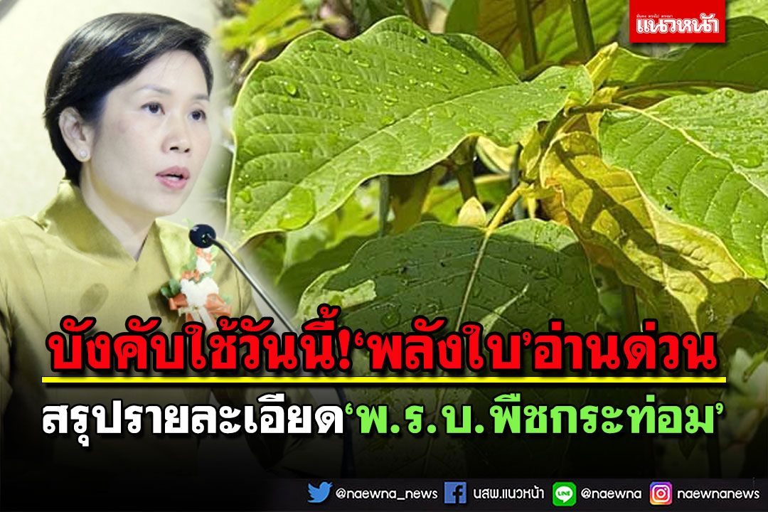 ‘พลังใบ’อ่านด่วน! สรุปรายละเอียด‘พ.ร.บ.พืชกระท่อม’ กำหนดสถานที่- ‘ห้าม’ขายใคร