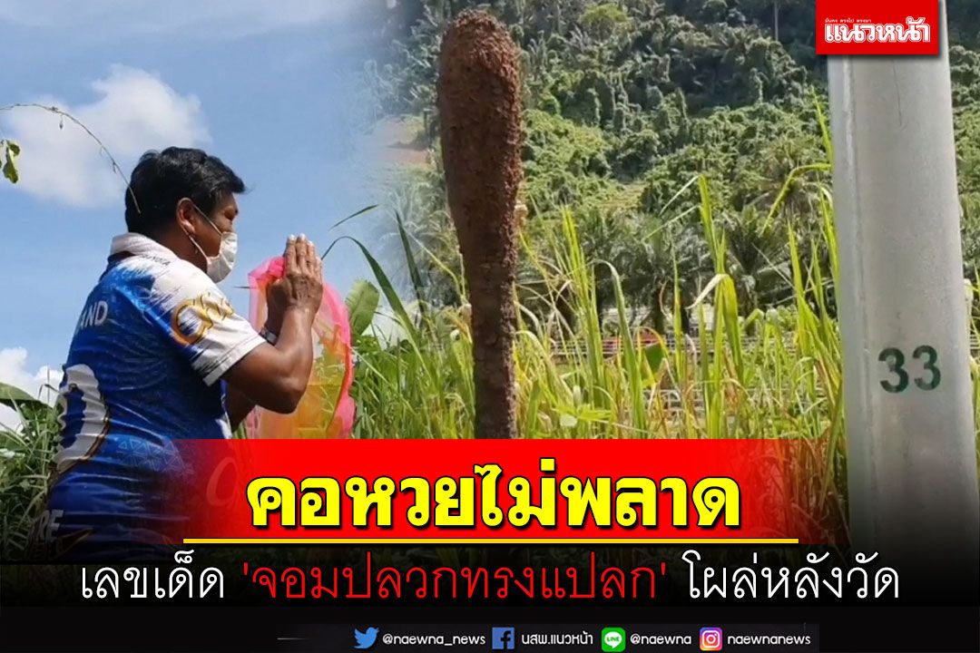 นักเสี่ยงโชคไม่พลาด! เลขเด็ด 'จอมปลวกทรงแปลก' โผล่หลังวัดเชื่อให้ลาภ