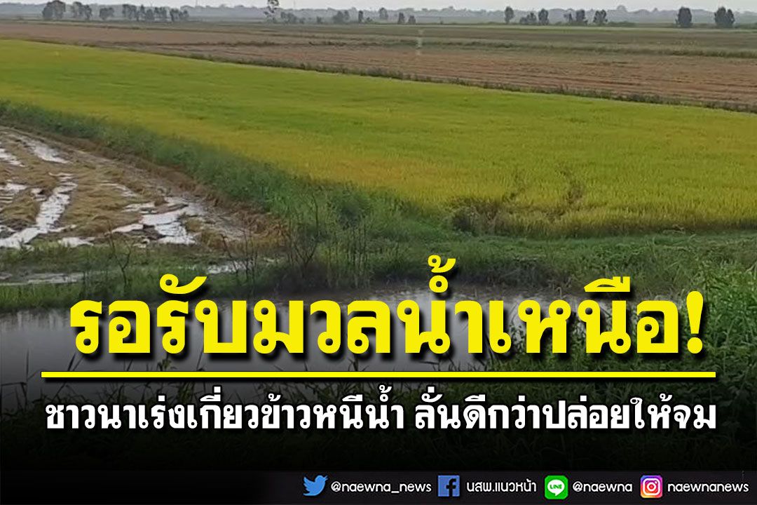 ชาวนาอยุธยาเร่งเกี่ยวข้าวหนีน้ำ ก่อนเตรียมใช้ทุ่งนาเป็นพื้นที่รอรับน้ำเหนือ