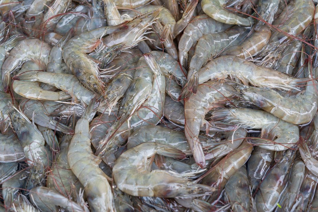 เกษตรกรทวงถาม‘บอร์ดกุ้ง’แก้ราคาตก หลังปล่อยกุ้งต่างชาติรุกรานกุ้งไทย