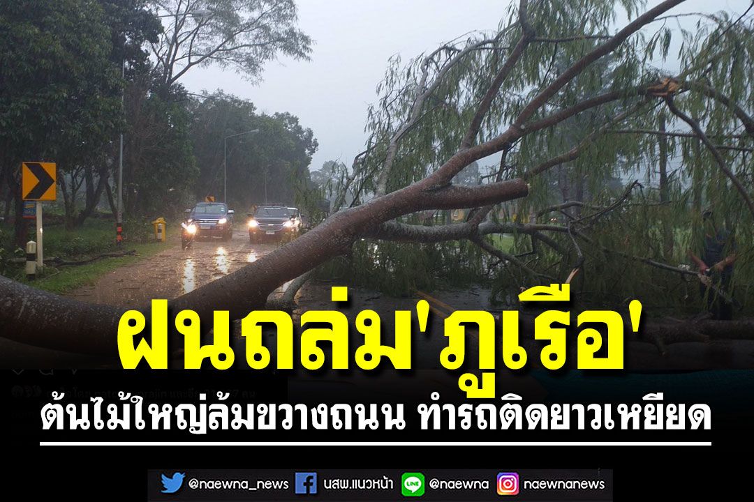 ฝนถล่ม 'ภูเรือ' ต้นไม้ใหญ่ล้มขวางถนน ทำรถติดยาวเหยียด