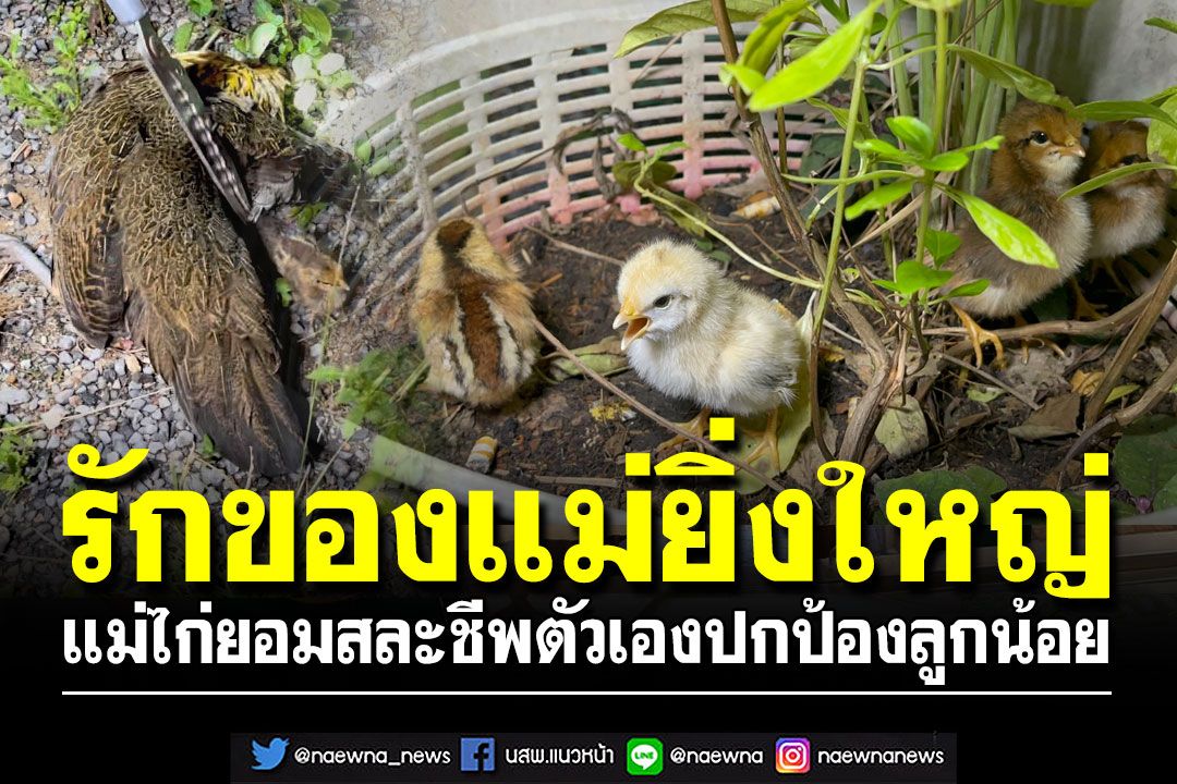 รักของแม่ยิ่งใหญ่!! แม่ไก่ยอมสละชีพตัวเองปกป้องลูกน้อย