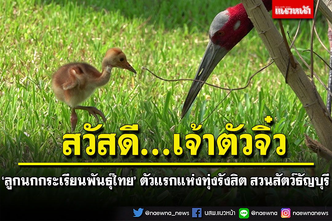 ต้อนรับเจ้าตัวจิ๋ว! 'ลูกนกกระเรียน'พันธุ์ไทย แห่งสวนสัตว์ Mini Zoo ธัญบุรี
