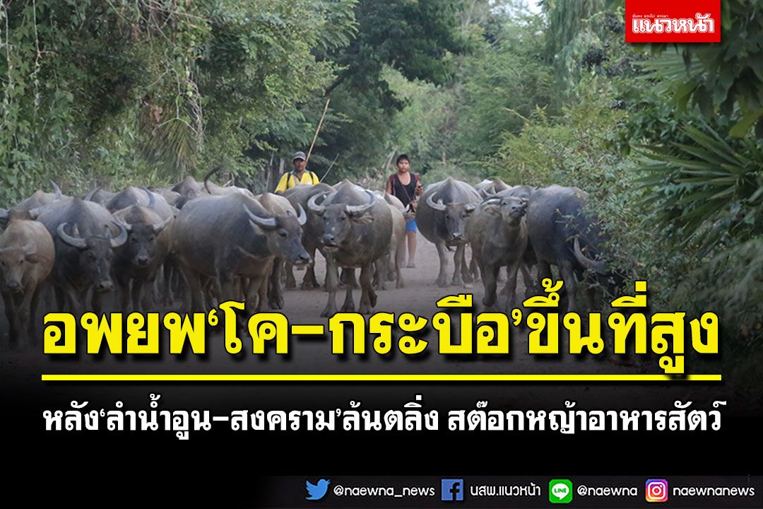 อพยพ'โค-กระบือ'ขึ้นที่สูง! 'ลำน้ำอูน-ลำน้ำสงคราม'ล้นตลิ่ง สต๊อกหญ้าอาหารสัตว์
