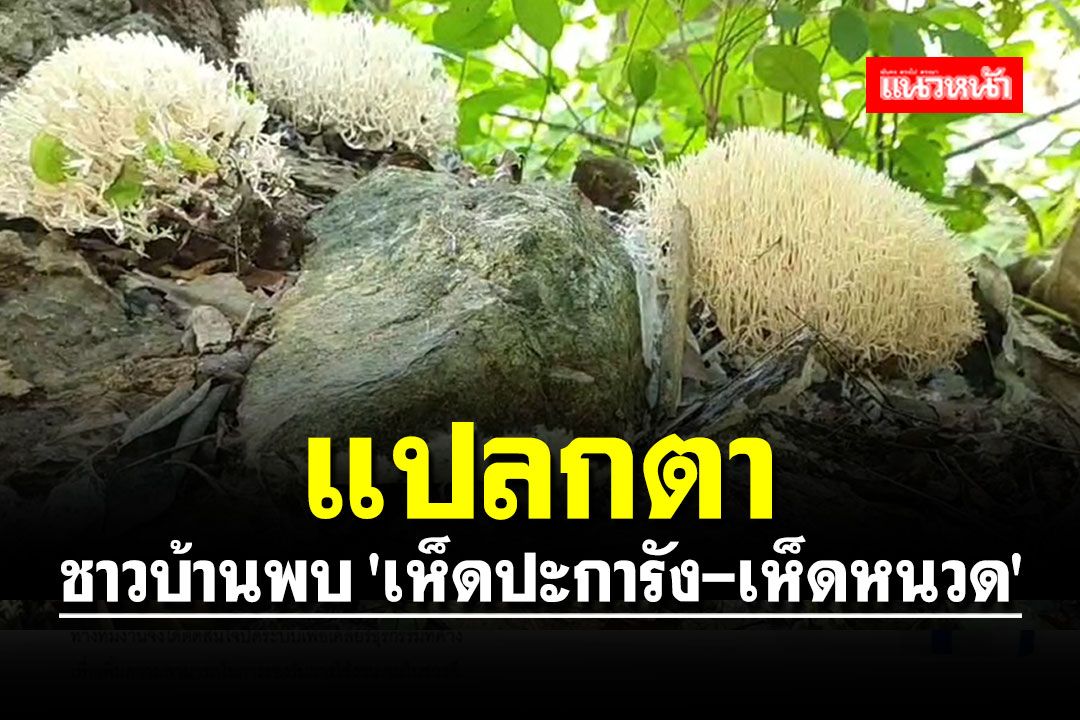 แปลกตา!! ชาวบ้านพบ 'เห็ดปะการัง-เห็ดหนวด' ทางขึ้น วัดถ้ำเทพนิมิตร