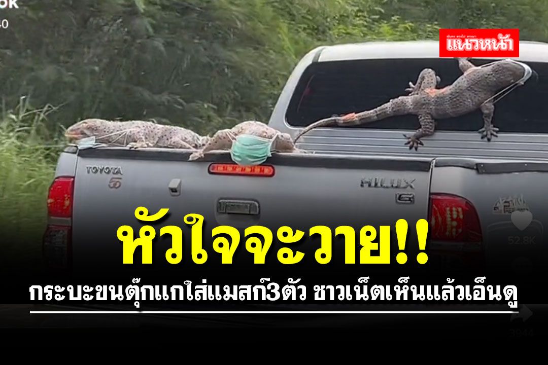 หัวใจจะวาย!! กระบะขนตุ๊กแกใส่แมสก์3ตัว ชาวเน็ตเห็นแล้วเอ็นดู (คลิป)