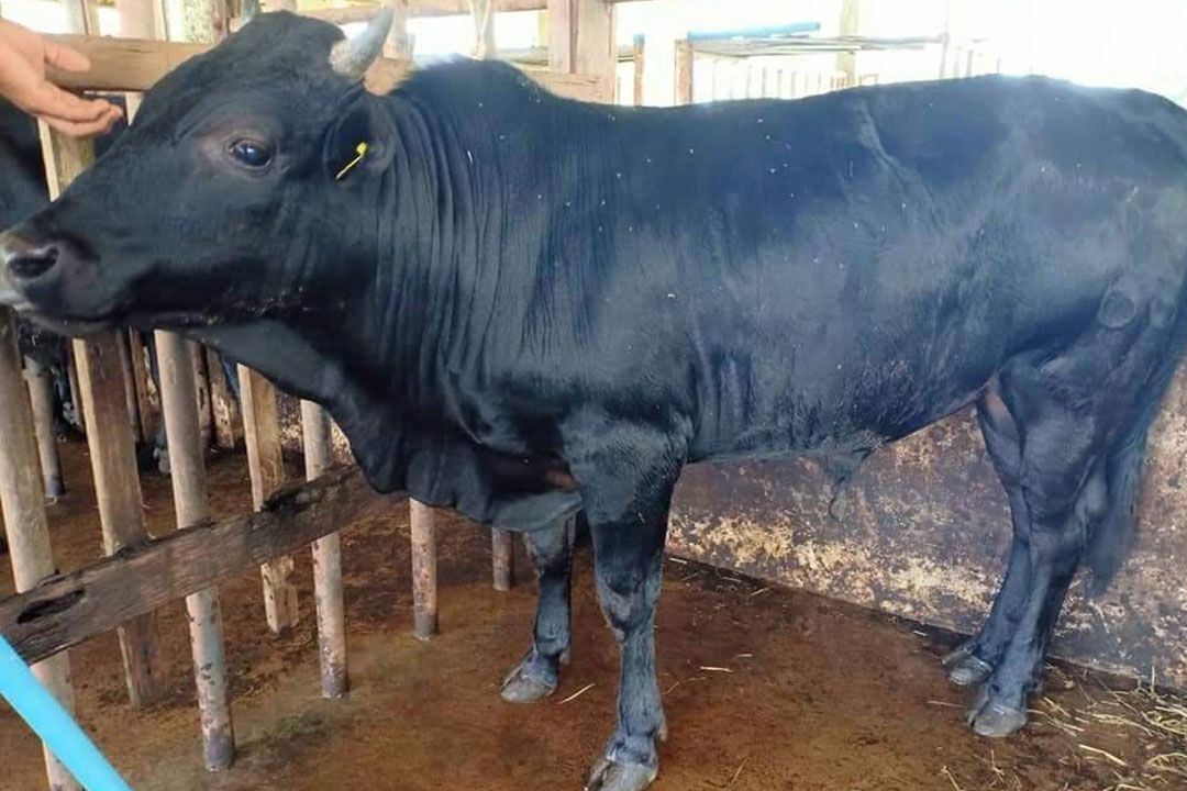 รัฐพร้อมหนุนเลี้ยงโคเนื้อ‘พันธุ์ไททาจิ’ บูมเศรษฐกิจ 5 จังหวัดชายแดนใต้ ส่งออกตลาดฮาลาล