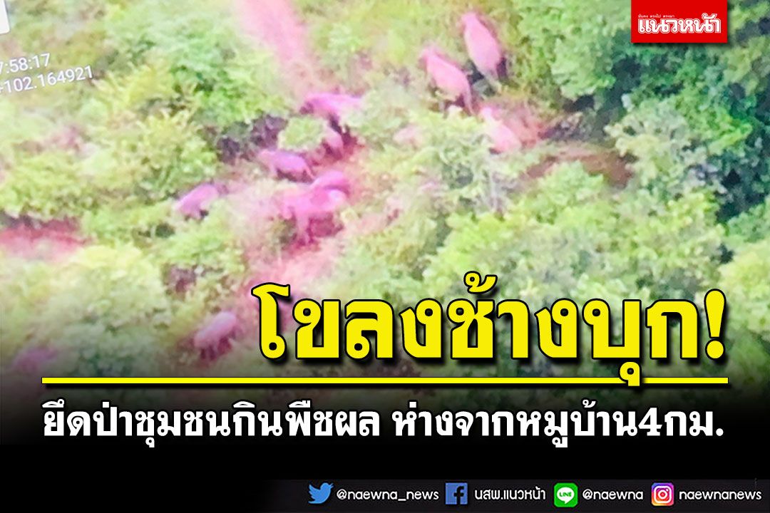 โขลงช้างป่าบุก!! ยึดป่าชุมชนกินพืชผล ชาวบ้านผวา ห่างจากหมูบ้านเพียง 4 กม.