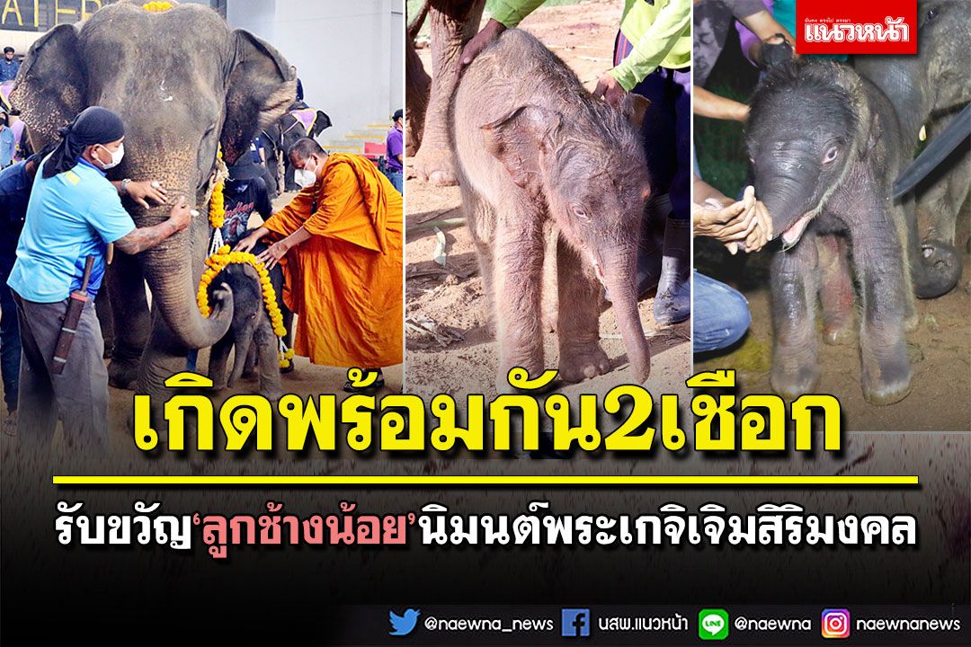 รับขวัญ'ลูกช้างน้อย' เกิดพร้อมกัน 2 เชือก นิมนต์พระเกจิทำพิธีเจิมสิริมงคล