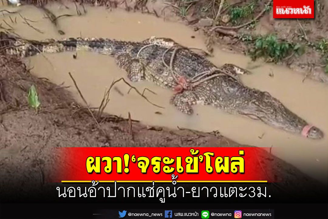 ผวา‘จระเข้’โผล่!ยาวแตะ 3 เมตร นอนอ้าปากแช่คูน้ำที่ระยอง