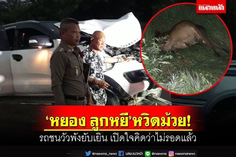 'หยอง ลูกหยี'หวิดม้วย! รถชนวัวพังยับเยิน เปิดใจคิดว่าไม่รอดแล้ว