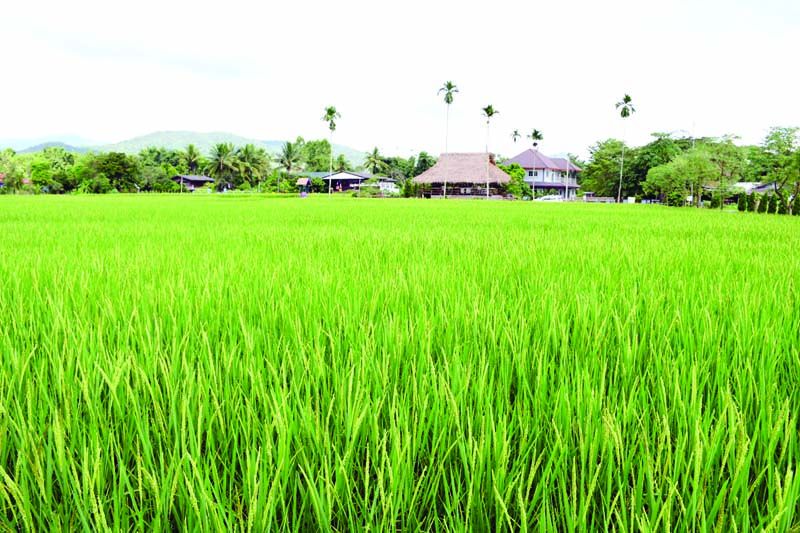 ภูมิบ้าน ภูมิเมือง : ‘ชุมชนบ้านเมืองรวง’ ภูมิเศรษฐกิจพอเพียงเชียงของ