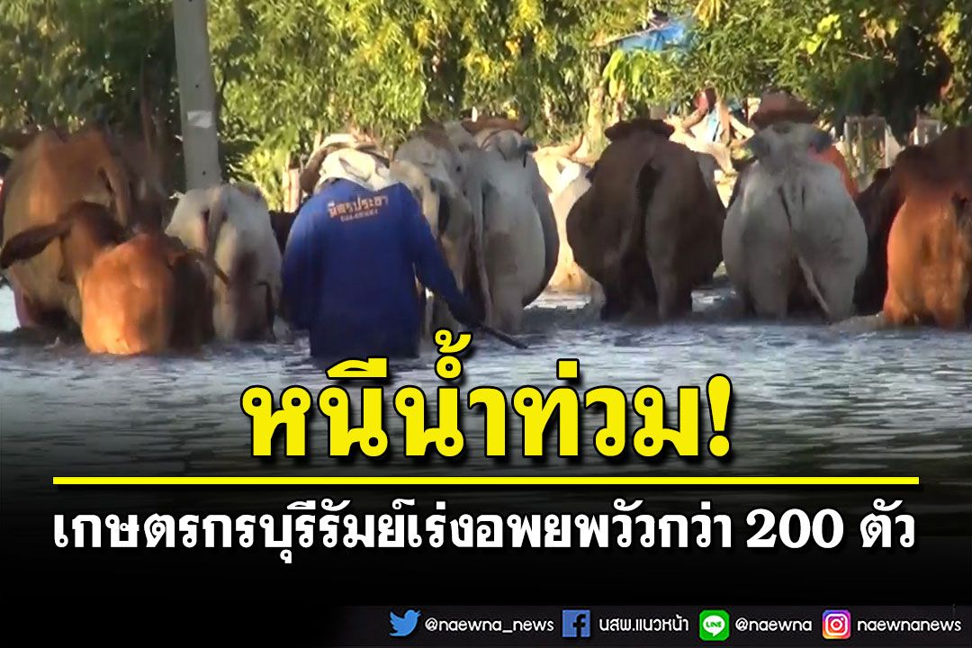 เกษตรกรเร่งอพยพวัวกว่า200ตัว หลังอ.พุทไธสงน้ำท่วมสูงกว่า 1 เมตร