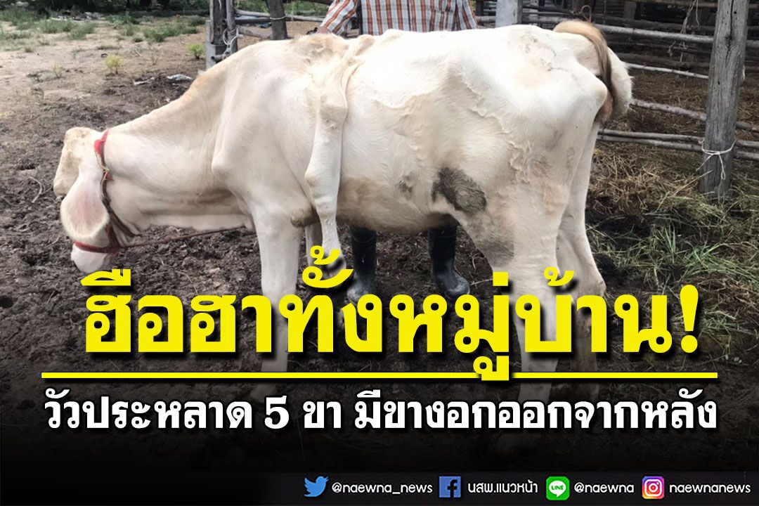 ฮือฮา! วัวประหลาด 5 ขามีขางอกออกมาจากหลัง คอหวยไม่พลาดตีเลขเด็ด